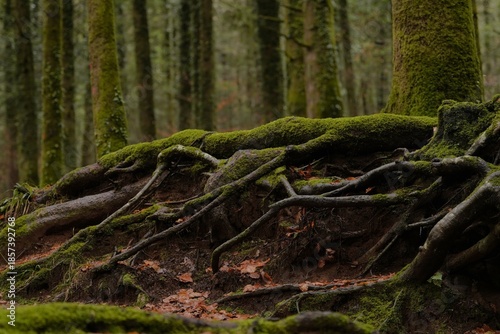Photos A close-up of an exposed root system