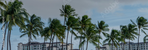 Valokuva Experience the enchantment of palm trees swaying gracefully in a breathtaking Hawaiian paradise, viewed from the beach and up into the sky