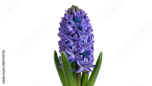 Photos Fragrant purple hyacinth flower isolated PNG, spring blossom with green leaves o