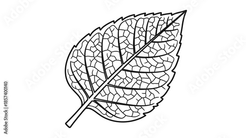 Detailed Leaf Outline with Veins, isolated white background.