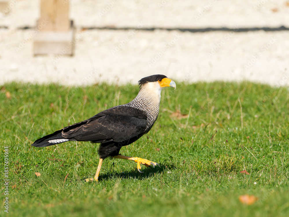 Obraz premium Caracara huppé (Caracara plancus) en marche et en vol lors d’un spectacle de rapaces, rapace sud-américain en captivité pédagogique