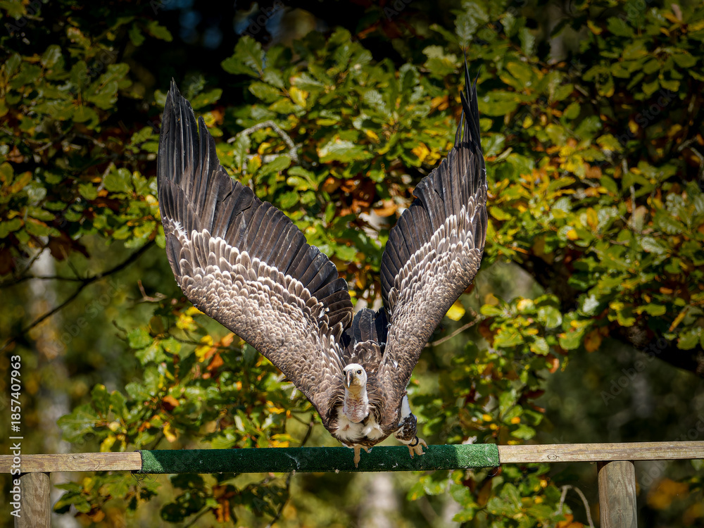 Fototapeta premium Vautour fauve (Gyps fulvus) en vol et posé lors d’une démonstration de rapaces, grand vautour nécrophage en parc animalier