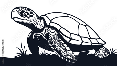 Black and White Turtle Illustration.