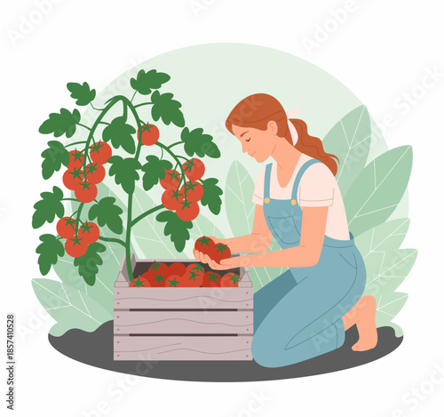A dedicated gardener harvesting ripe tomatoes from a garden box, showcasing the beauty of nature and hard work, reflecting a sense of fulfillment and connection to agriculture.