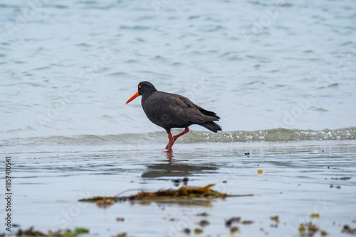Sooty Oystercatcher at Flinders, Victoria