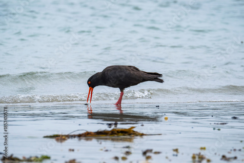 Sooty Oystercatcher at Flinders, Victoria