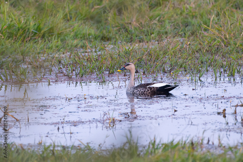 Indian Spot-billed Duck