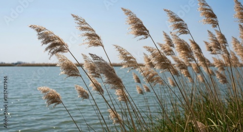 Light tan reeds sway over a calm lake