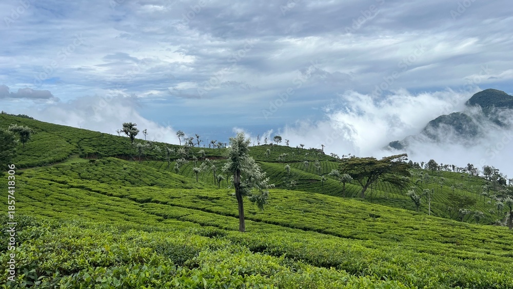 Fototapeta premium Tea gardens estates near Ooty .tea plantations in hill stations. 