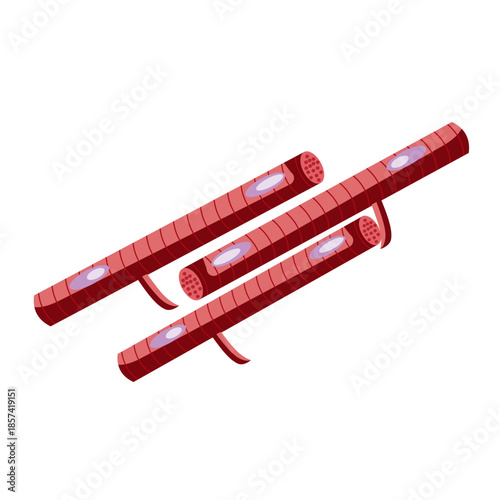 Muscle Cell Illustration