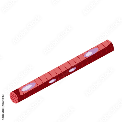 Muscle Cell Illustration