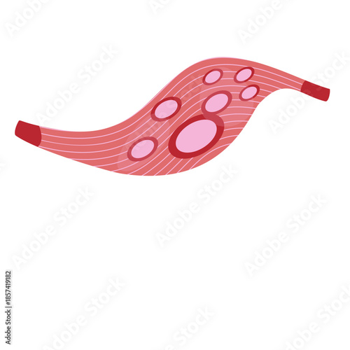 Muscle Cell Illustration