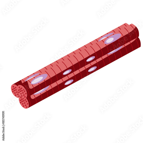 Muscle Cell Illustration