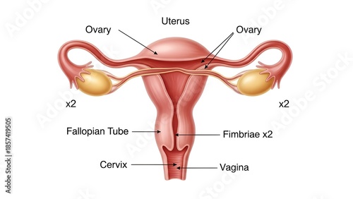 Detailed anatomical illustration depicting the human female reproductive system for medical
