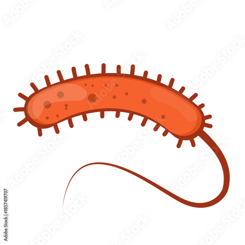 Vibrio Cholerae Illustration