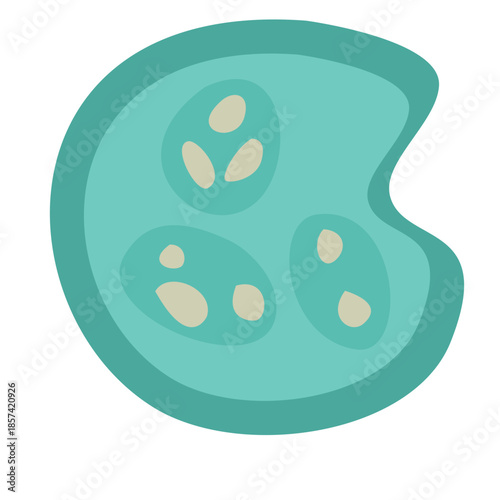 Human Parasites Coccidia Illustration. Vector Illustration of a Human Intestinal Parasites