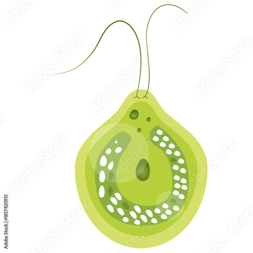 Chlamydomonas Illustration. Biological Educational Schema