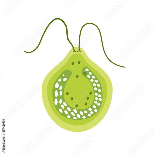Chlamydomonas Illustration. Biological Educational Schema