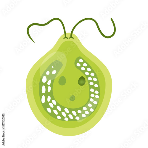 Chlamydomonas Illustration. Biological Educational Schema