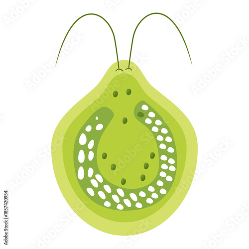 Chlamydomonas Illustration. Biological Educational Schema