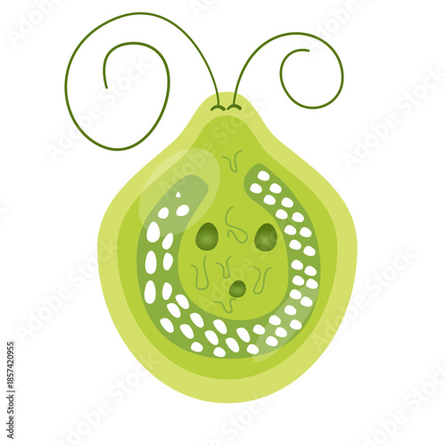 Chlamydomonas Illustration. Biological Educational Schema
