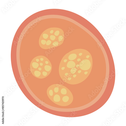 Human Parasites Coccidia Illustration. Vector Illustration of a Human Intestinal Parasites