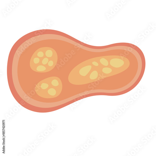 Human Parasites Coccidia Illustration. Vector Illustration of a Human Intestinal Parasites