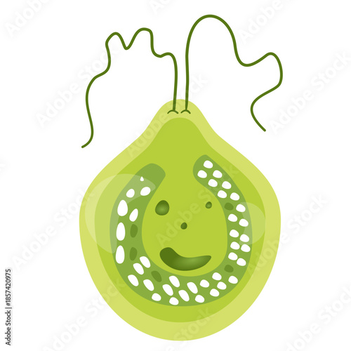 Chlamydomonas Illustration. Biological Educational Schema