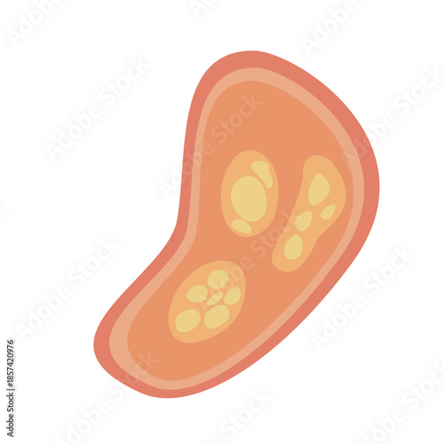 Human Parasites Coccidia Illustration. Vector Illustration of a Human Intestinal Parasites