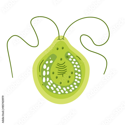 Chlamydomonas Illustration. Biological Educational Schema
