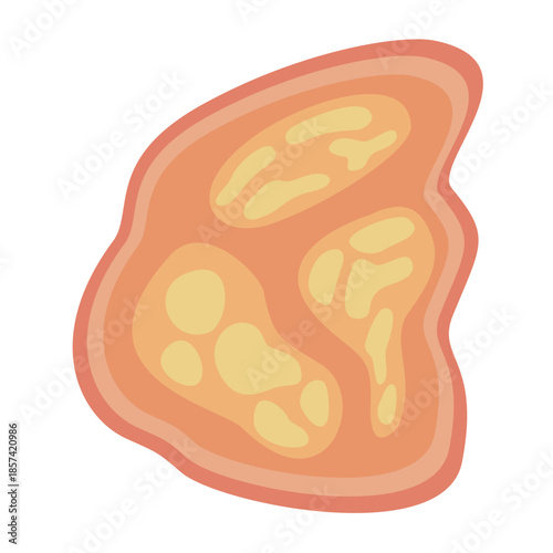 Human Parasites Coccidia Illustration. Vector Illustration of a Human Intestinal Parasites