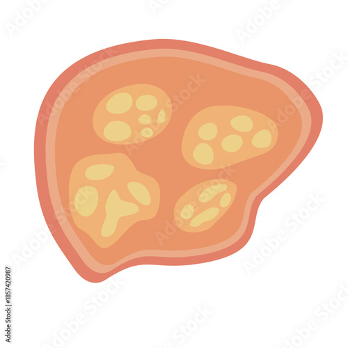 Human Parasites Coccidia Illustration. Vector Illustration of a Human Intestinal Parasites