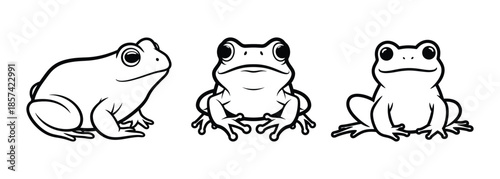 Three frogs illustrated in different viewpoints on a clean white background