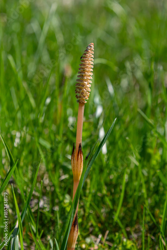 Quadro em tela Field horsetail features an unbranched stem with a spore cone emerging prominent