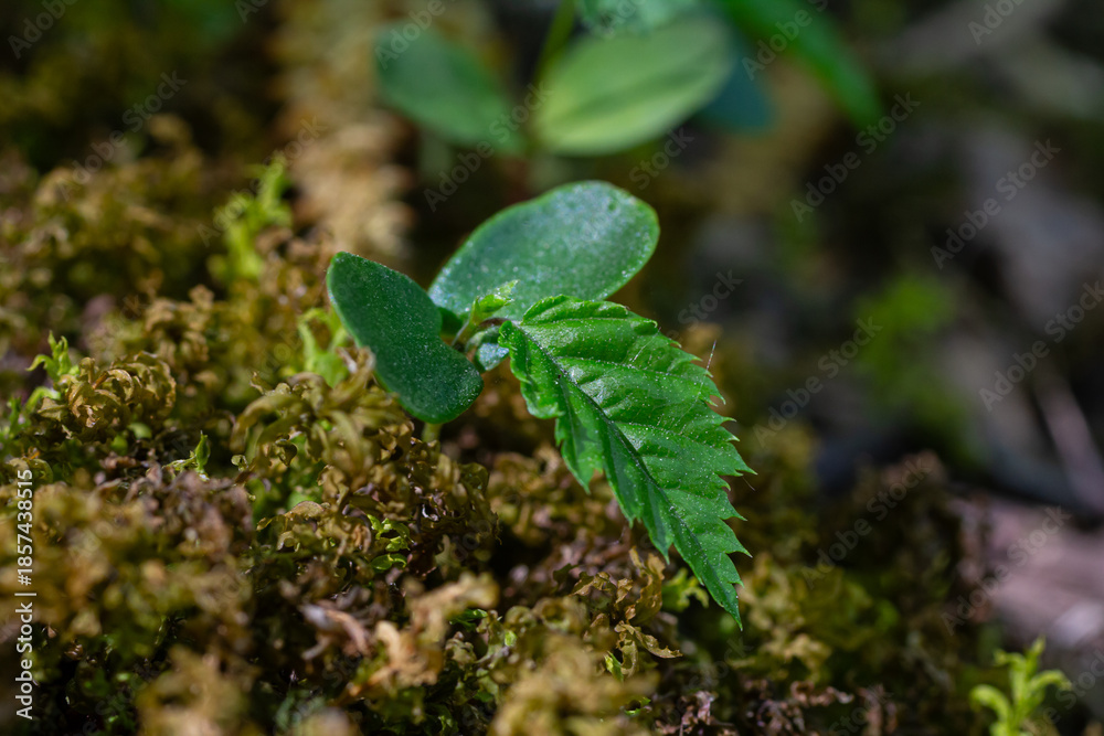 Obraz premium European hornbeam germinated seed showing delicate cotyledons and radicle emerging from soil in moist forest environment