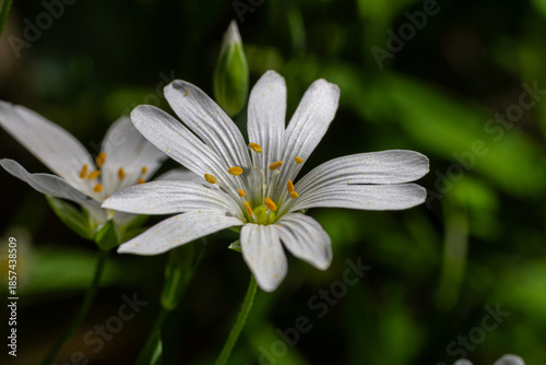 Fotografie Stitchwort blooms in springtime woodland showcasing delicate white petals and br