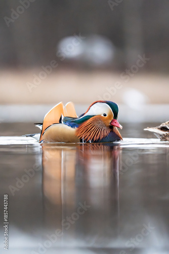 Mandarin duck