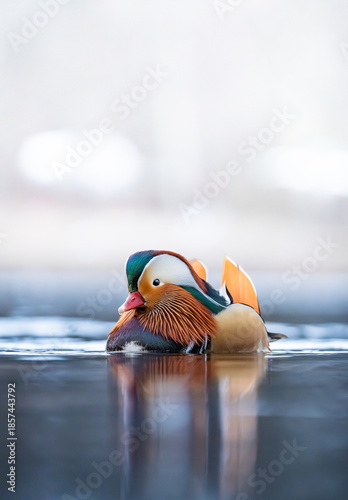 Mandarin duck 