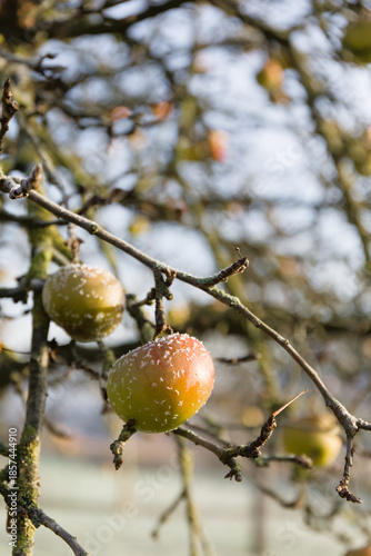 A cluster of ripe boskoop apples hanging from a tree branch, covered in a delicate layer of morning frost in winter.