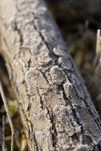 A close-up of rough tree bark covered in a delicate layer of white frost on a cold winter morning.