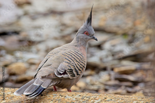 Crested Pigeon (Ocyphaps lophotes), on the ground at the Belair National Park, Adelaide, South Australia.