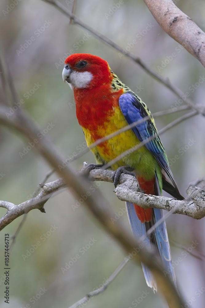 Obraz premium Eastern Rosella (Platycercus eximius), perched in a tree, Belair National Park, Adelaide, South Australia.