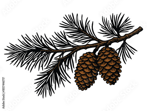 Two brown pine cones hanging on a green pine branch.
