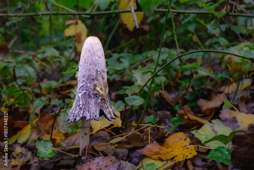 Mysterious Mushroom Emerging From the Forest Floor Surrounded by Fallen Leaves and Lush Greenery