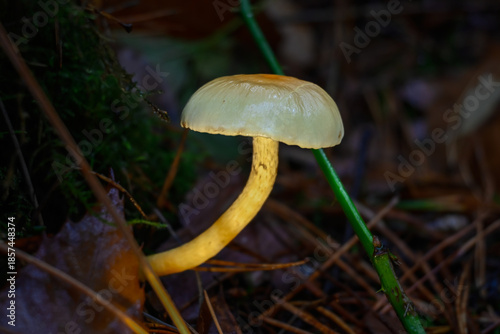 Illuminated Mushroom Standing Tall in a Damp Forest Showcasing Nature's Hidden Wonders