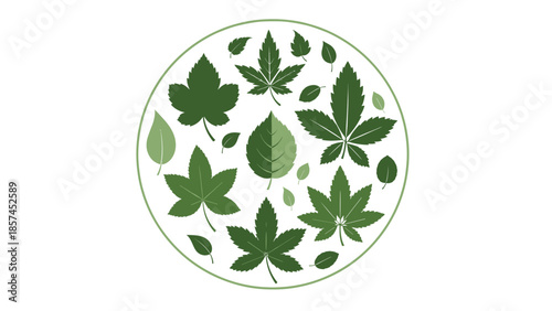 Collection of Various Green Leaves in Circle.