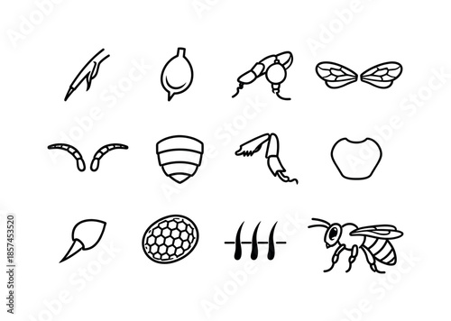 Bee Anatomy Line Icons. How bees make honey. Line icon set of bee anatomy features: proboscis, crop sac, pollen baskets (corbicula), wings, antennae, abdomen