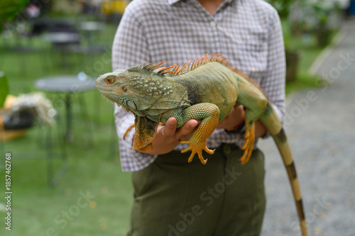 Billede på lærred Person holding a majestic green iguana, showcasing the unique textures and vibra
