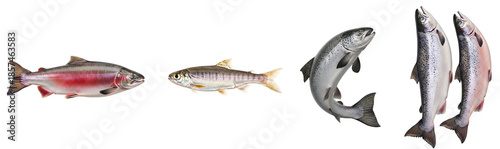 Collection of various salmon and trout species illustrating different life stages and sizes for aquatic wildlife study on transparent background