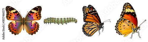 Colorful collection featuring a tropical butterfly with open wings a striped caterpillar and two side profile monarch butterflies on transparent background